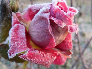Rosa del giardino